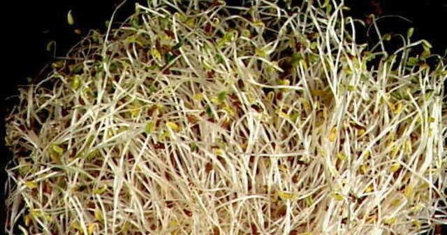 Warning about contaminated alfalfa sprouts in Minnesota