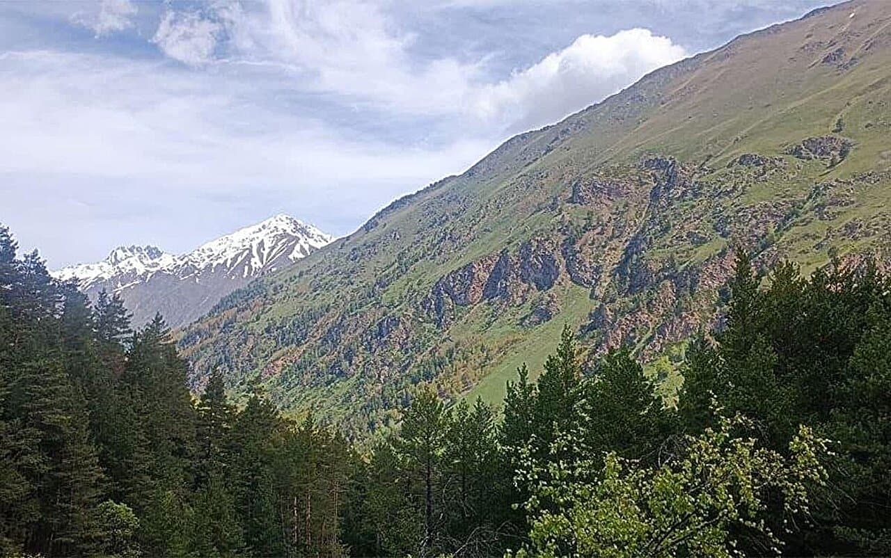 Forest productivity, not rapid warming, shapes Northern ...