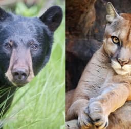Living with Wildlife - Bear and Cougar Coexistence