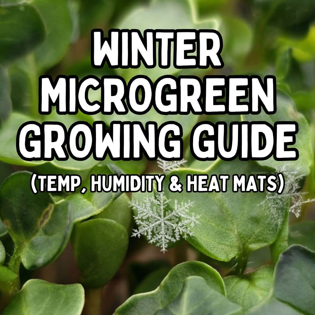 Growing Microgreens in Winter: Cold Weather Guide