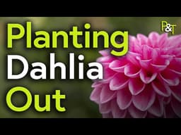 Planting Dahlia Out in the Garden! - Pots & Trowels