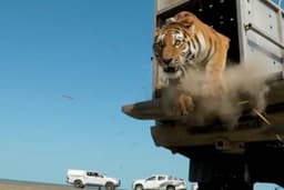 First rare tiger in 70 years released in Kazakhstan to restore extinct ...