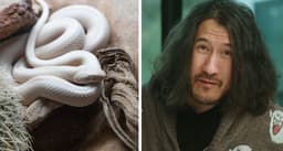 Woman's snake has 'passionate hatred' of YouTuber Markiplier - Upworthy