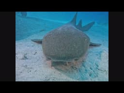 Chill View Scuba - Turks & Caicos - Wrecks, Shark Close Ups and More
