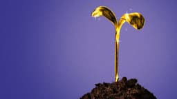 Low-carbon climate startups are seeing fundraising megarounds