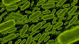 Stricter EU Regulations on Listeria in RTE Foods Now ...