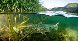 Canada has the policy tools to protect Pacific salmon. Why ...