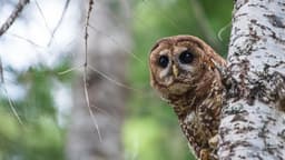 How redefining one word strips the Endangered Species Act’s ability to protect vital habitat