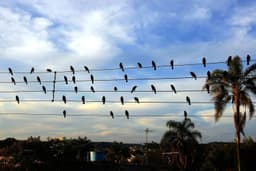 fotografia brasileira virou sinfonia premiada em Cannes