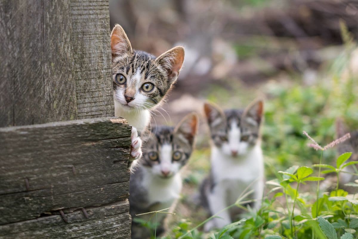 Wild Mama Cat Has Officially Had Enough of Her Kittens' ...