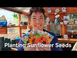 Planting Sunflower from Seeds.   