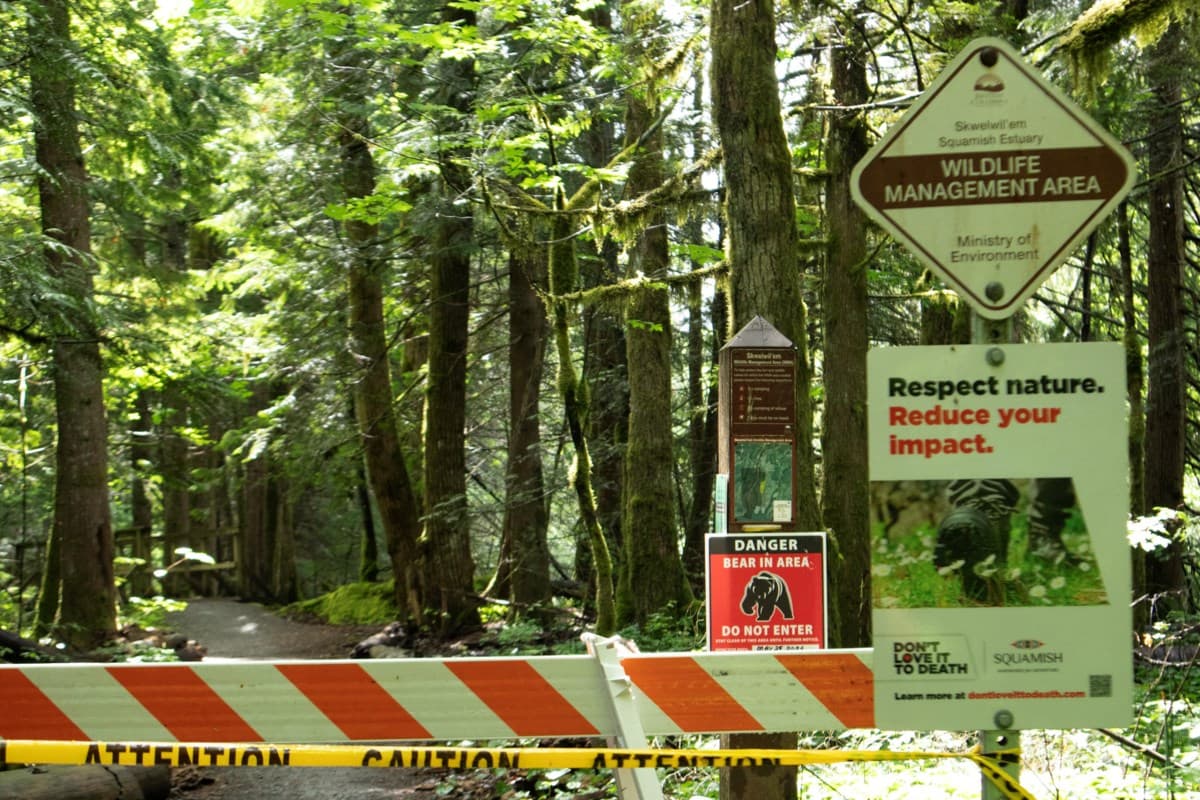 Runner injured after black bear charges near Squamish Estuary