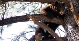 Black bears invade Lake Tahoe homes as break-ins surge ...