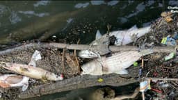 Georgia EPD says Chattahoochee River fish kill not linked to Atlanta chemical spill