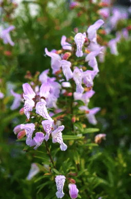 Gardening in Sandy Soil: Planting Sandhill Natives - Woodlanders