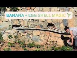 #15 Organic Gardening Experiment: Homemade Fertilizers & Plant Recovery 🌱