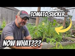 What To Do With a MASSIVE Tomato Sucker 🍅
