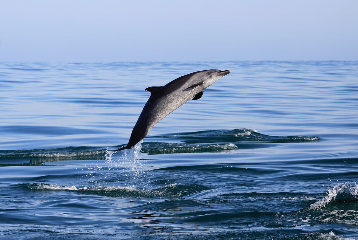 Marine conservation in a changing ocean