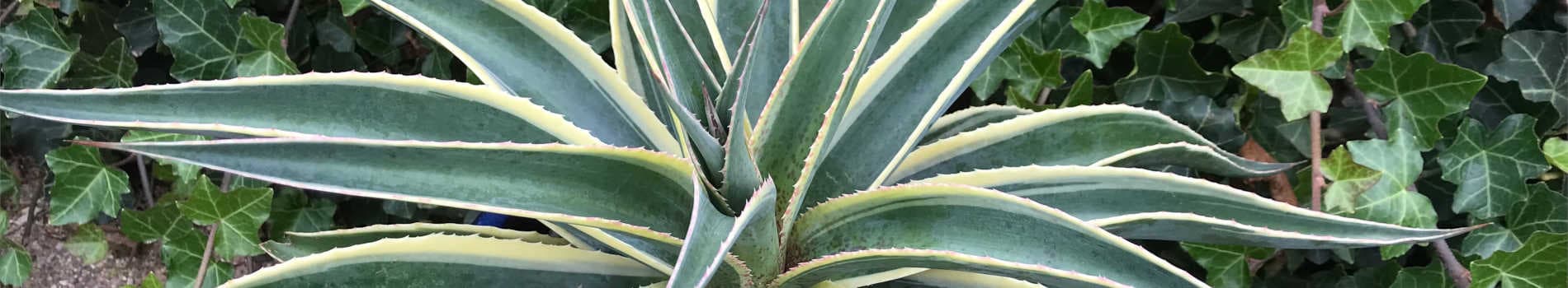 New Plants Added April 10, 2026