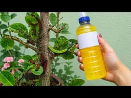 13-Second Homemade Insecticide That Wipes Out All Plant Pests