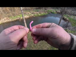 None Stop Trout Action at Blue Springs /Fuller Boyz Baits