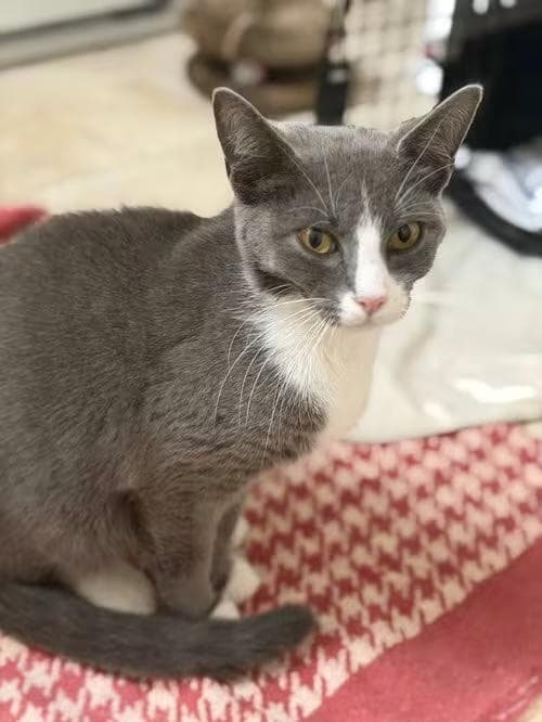 🐱 Playful & Sweet Cats Ready for Adoption in Crossville, TN