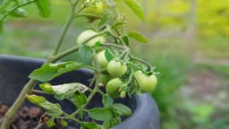 Top 5 Easy Vegetables to Grow in Containers: Watering Tips ...