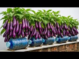 Grow Massive Eggplants in Bottles on Tiny Balcony - Insane Yield!