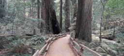 Muir Woods Day Trip from San Francisco 2026: Complete Planning Guide