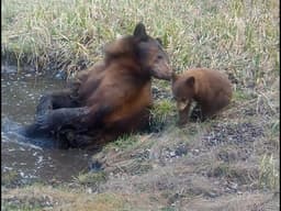 First Bear Cub of the Year visits a wallow with mom (May 2026)
