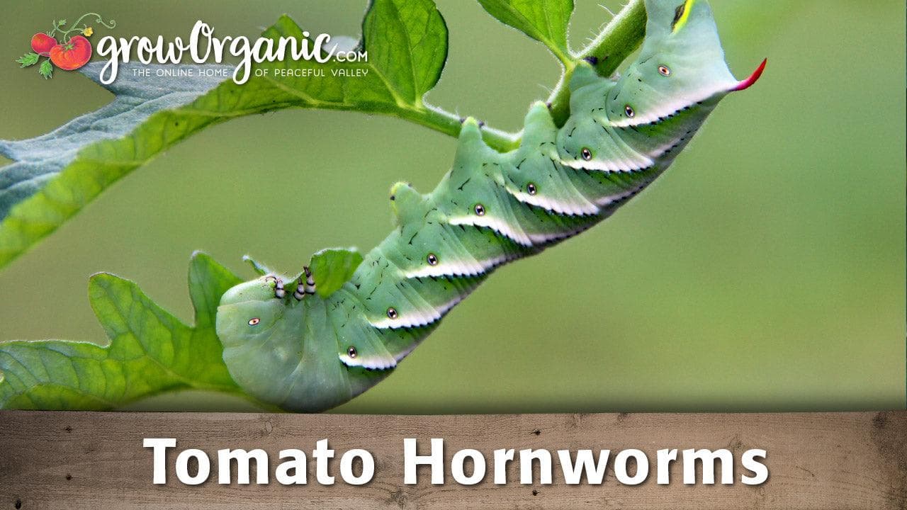 Tomato Hornworm Control: Identify, Prevent and Treat ...