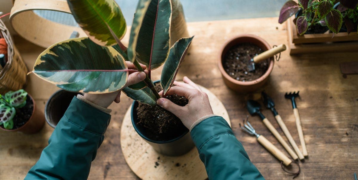Here's Exactly How to Repot Plants Without Damaging Them