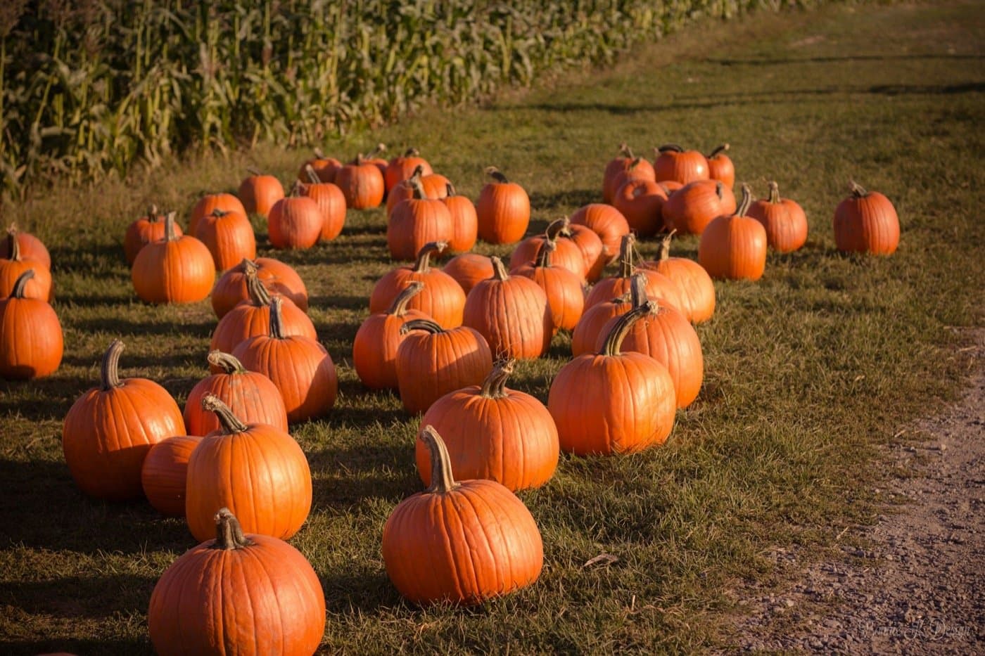 Georgia Fall Festivals 2026: Weekend-by-Weekend Guide