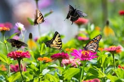 How to Create a Butterfly Garden That Thrives - Gardenia.net