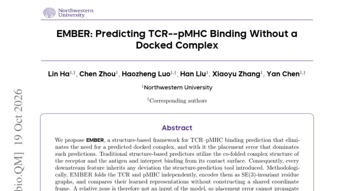 EMBER: Predicting TCR--pMHC Binding Without a Docked Complex