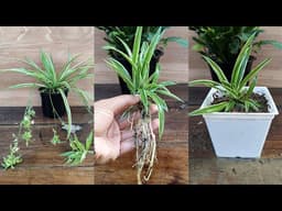 Spider Plant Propagation from cuttings Easy and Simple way 🌱