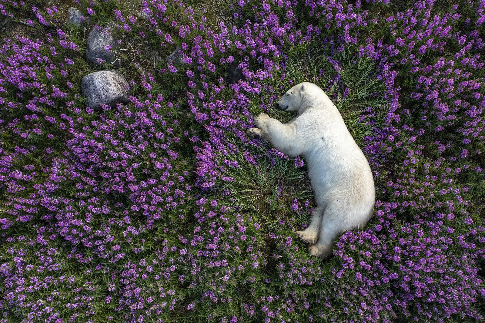 Surviving the Arctic: Martin Gregus’s Incredible 33 Days with Polar Bears - 121Clicks.com