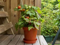 How To Grow Tomatoes In Pots In Small Spaces (And Still Get A Big Harvest)
