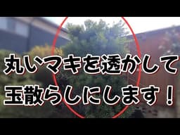 【槙の透かし剪定】丸くなったマキを透かして玉散らしにします❗