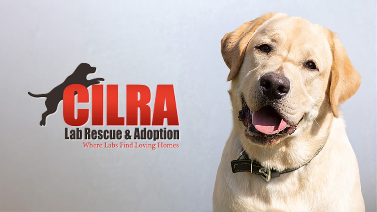 Volunteer - Central Indiana Lab Rescue & Adoption