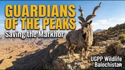 International Day of the Markhor: Guardians of Balochistan's Peaks | UGPP Wildlife Balochistan
