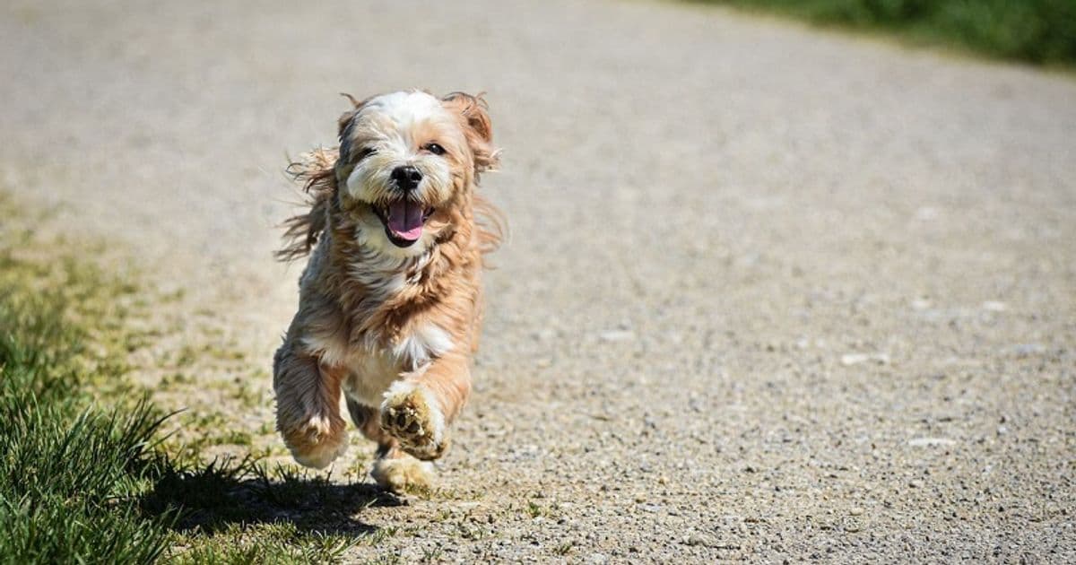 3 Dog Life Hacks for Happy, Healthy Pups