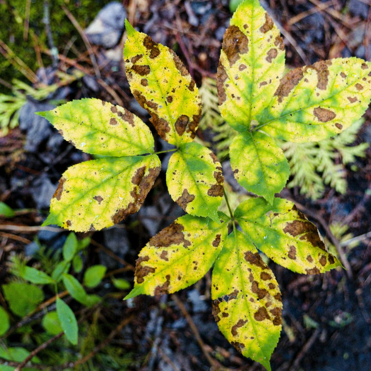How to Identify and Treat Common Late Summer Garden ...