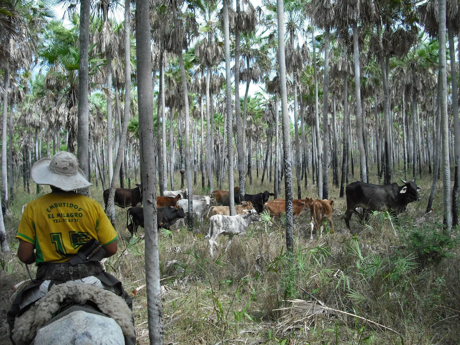 Paraguay meets UN deadline for improving governance in ...