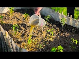 This “Useless Weed” Turned Into a Powerful Liquid Fertilizer – My Plants Grew Like Crazy!