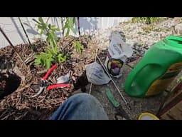 PREPARING AN IN GROUND FIG PLANTING.
