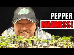 5 Pepper Seedling Tips For The Best Plants