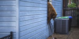 Bears Are Running Amok in Lake Tahoe and Causing ...