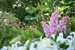 When Is It Too Late to Plant Gladiolus? Expert Timing Tips