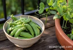 Grow Peas in Containers on a Balcony or Small Patio
